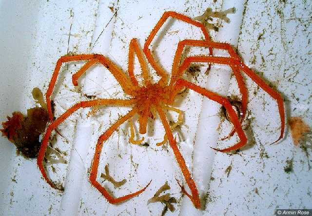 Asselspinne