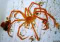Asselspinne