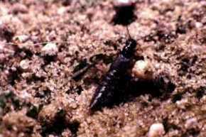 Cafius Xantholoma, copyright by Armin Rose