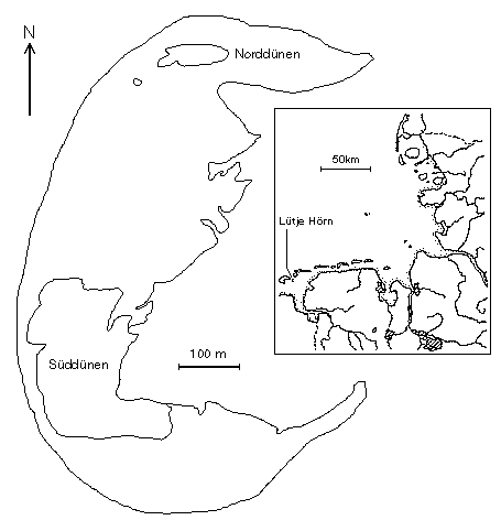 Luetje Hoern