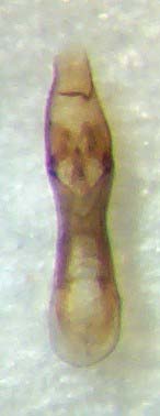 Gab.nigritulus.Aed.links