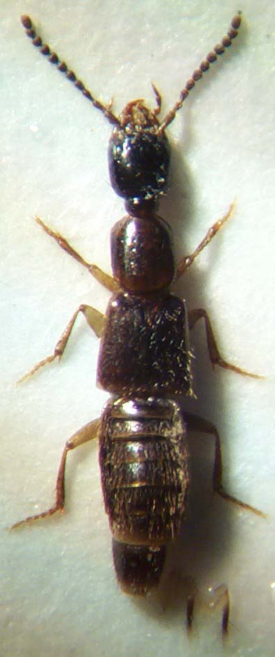 Gab.nigritulus.links