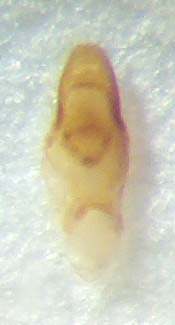 Medon.umbilicatus.Aed.rechts