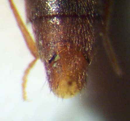 Medon.umbilicatus.S5.links