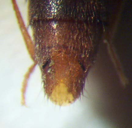 Medon.umbilicatus.S5.rechts