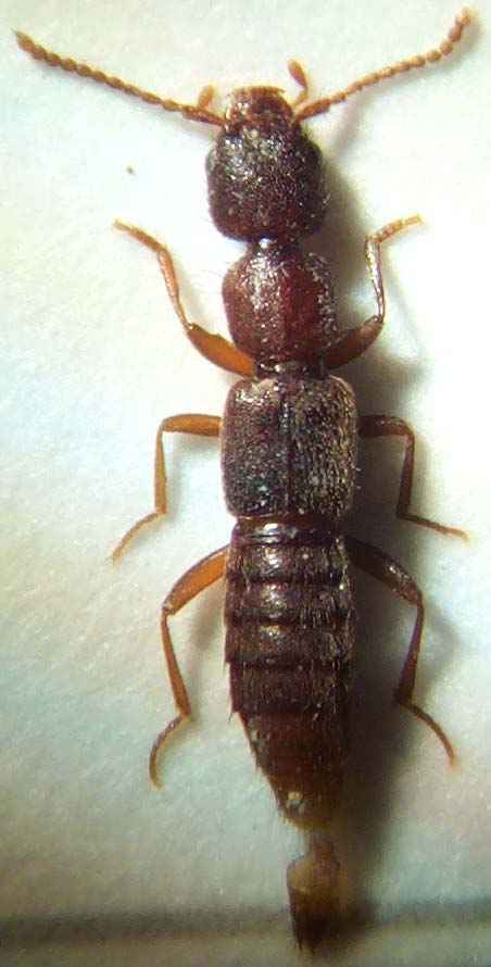 Medon.umbilicatus.links