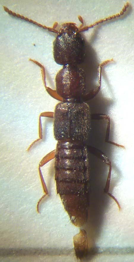 Medon.umbilicatus.rechts