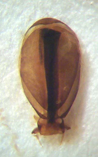 Megal.scutell.M.Aed.rechts