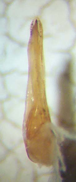 Qued.limbatus.Aed.links