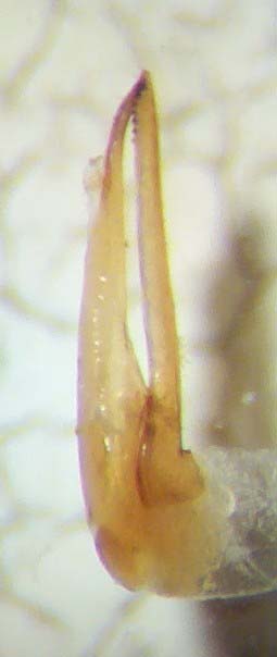 Qued.limbatus.AedLat.links