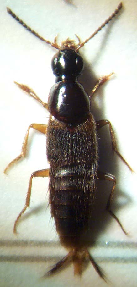 Qued.limbatus.links