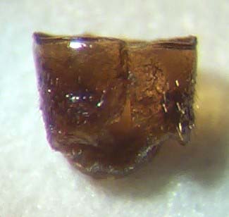 Xan.flavocin.HL1.links