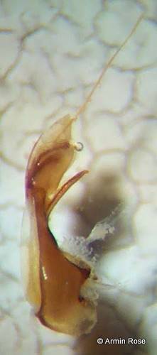 Ale.sp3.AedLat.links