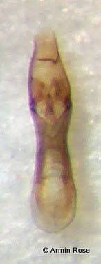 Gab.nigritulus.Aed.links
