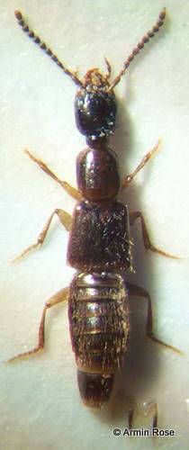 Gab.nigritulus.links