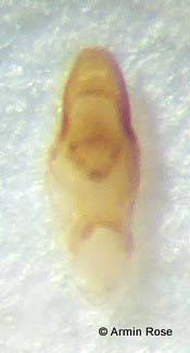 Medon.umbilicatus.Aed.rechts
