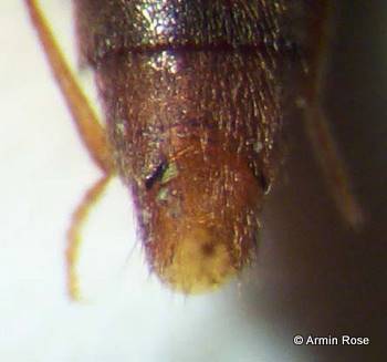 Medon.umbilicatus.S5.links