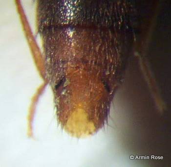 Medon.umbilicatus.S5.rechts
