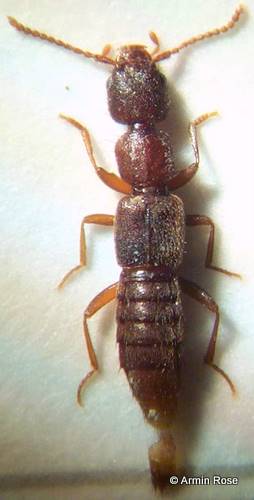 Medon.umbilicatus.links