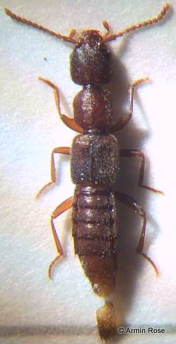 Medon.umbilicatus.rechts