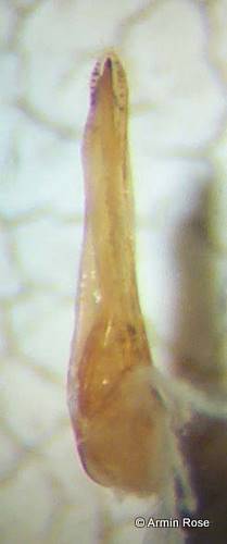 Qued.limbatus.Aed.links