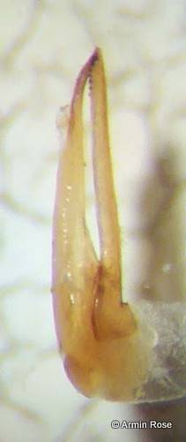 Qued.limbatus.AedLat.links
