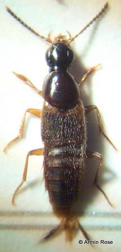 Qued.limbatus.links
