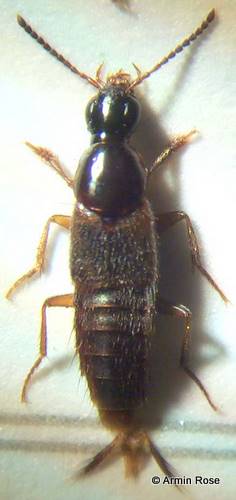Qued.limbatus.rechts