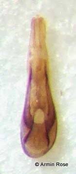 Tachyp.nitid.3Aed.links